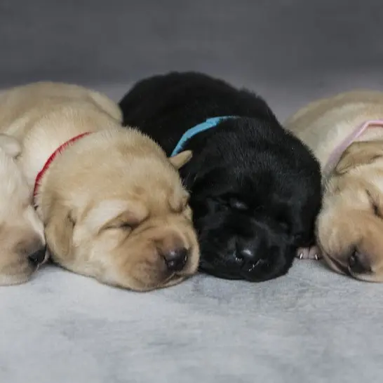 cuccioli di pastore tedesco labrador golden retriever bolognese jack russell