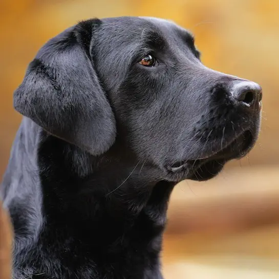 allevamento cani friuli venezia giulia