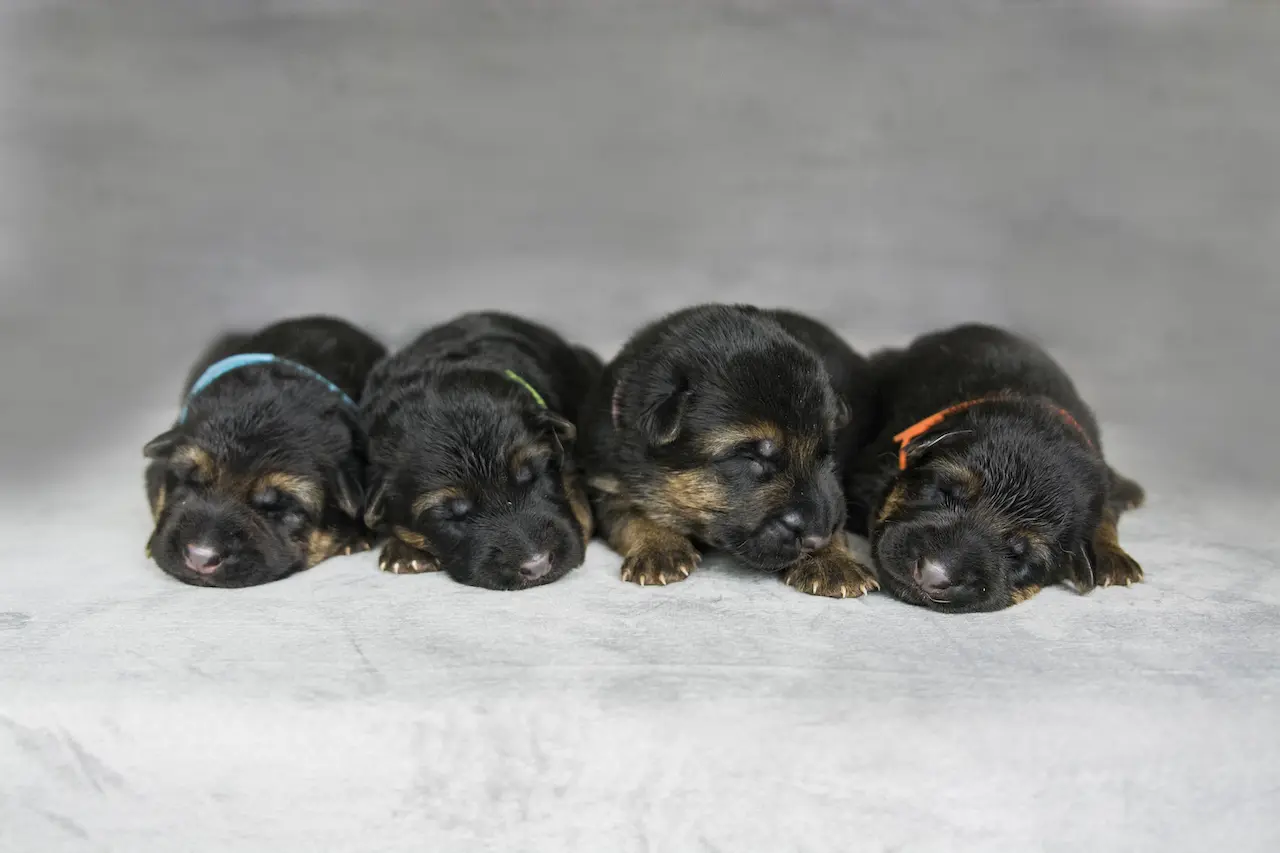 cuccioli friuli venezia giulia